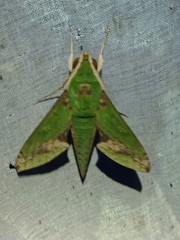 Xylophanes chiron