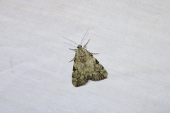 Catocala amica