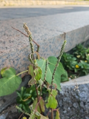Achyranthes