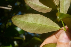 Denhamia bilocularis