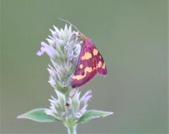 Pyrausta tyralis