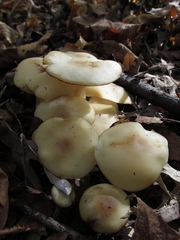 Agaricales