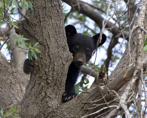 American Black Bear photographed in Texas