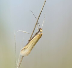 Philobota protecta