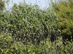 Pterophylla racemosa