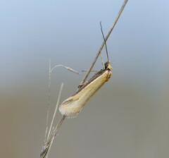 Philobota protecta