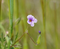 Erodium botrys
