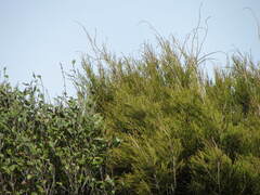 Dacrydium cupressinum