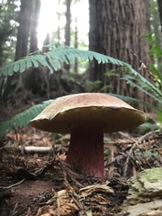Boletus smithii