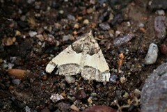 Frederickia hypaethrata