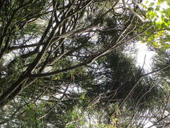 Dacrydium cupressinum