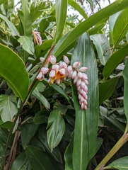 Alpinia zerumbet