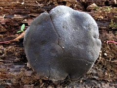 Camarops petersii
