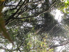 Dacrydium cupressinum