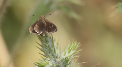 Lerodea eufala concepcionis