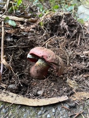 Rubroboletus pulcherrimus