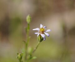 Vittadinia