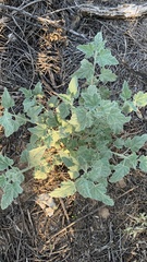 Sphaeralcea ambigua