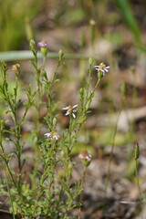 Vittadinia