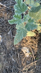 Sphaeralcea ambigua