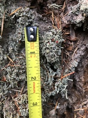 Cladonia macilenta