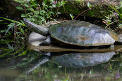 Phrynops geoffroanus