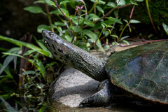 Phrynops geoffroanus