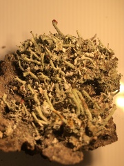 Cladonia macilenta