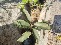Ficus virens