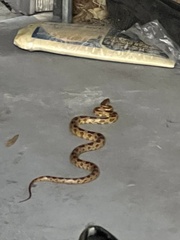 Pantherophis guttatus