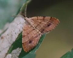 Mellilla xanthometata