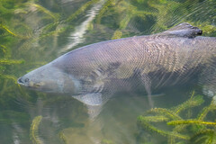 Colossoma macropomum