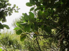 Griselinia lucida