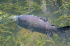 Colossoma macropomum