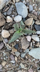 Ambrosia ambrosioides