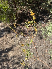 Lonicera subspicata denudata