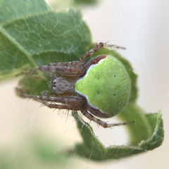 Araneus detrimentosus