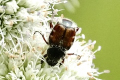 Trichiotinus