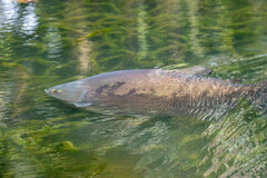 Colossoma macropomum