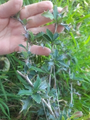Berberis glaucocarpa
