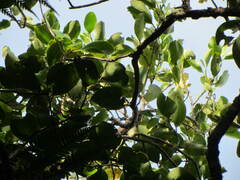 Griselinia lucida
