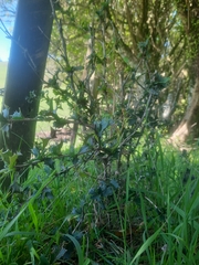 Berberis glaucocarpa