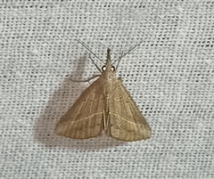 Hypena obacerralis