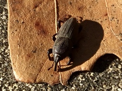 Sphenophorus coesifrons