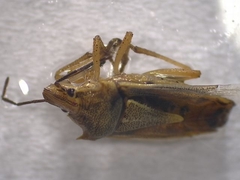 Oebalus