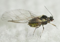 Periphyllus testudinaceus