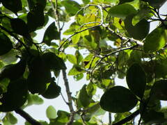 Griselinia lucida