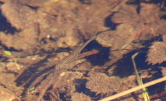 Rhinichthys atratulus