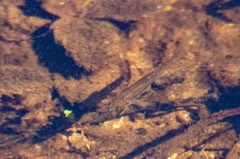 Rhinichthys atratulus