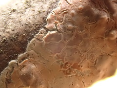 Peniophora incarnata